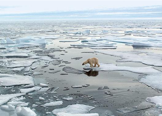 19050_polarbear2.jpg